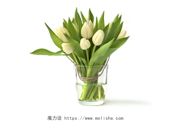 白色背景上的玻璃瓶中的白色郁金香花玻璃瓶中的白色郁金香花，背景为白色。春天的郁金香花束